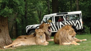 A VIP Safari Tour at Longleat