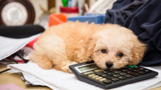 Brits who work from home are distracted by their pets, among other factors