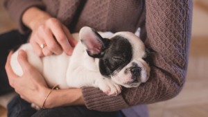 Animal owners take time off work to care for poorly pets