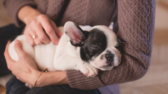 Animal owners take time off work to care for poorly pets