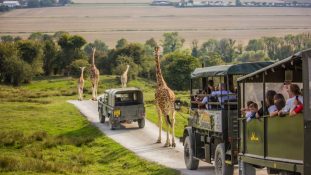 Port Lympne African Experience Traffic-2