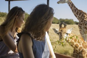 Feeding-Giraffe-Port-Lympne-safari-tour