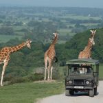 Port-Lympne-Hotel-and-Reserve-events-offerings