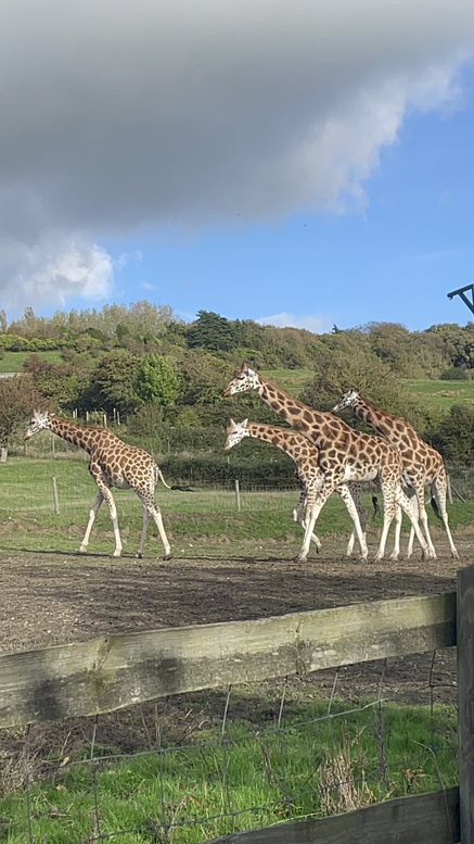 Port-Lympne-giraffe