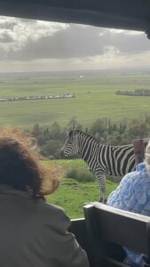 Port-Lympne-Zebra