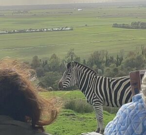 Port-Lympne-Hotel-and-Reserve-safari-zebra