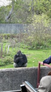 Port-Lympne-gorilla