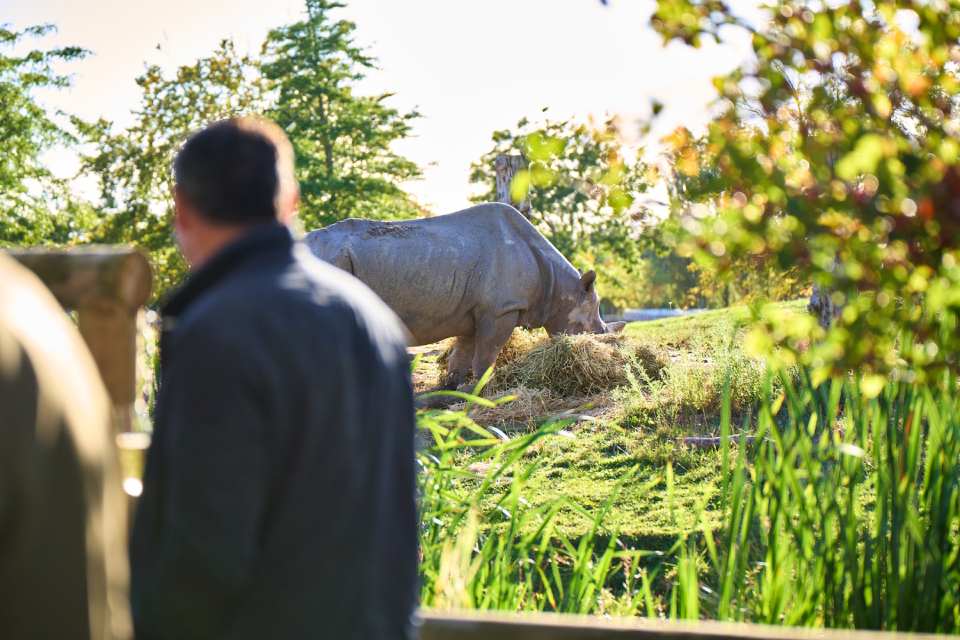 Rhino-at-Chester-Zoo