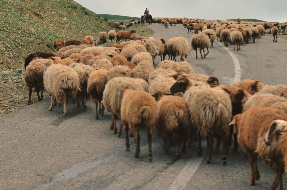 why-we-need-to-avoid-herd-mentality-in-business-and-encourage-critical-thinking